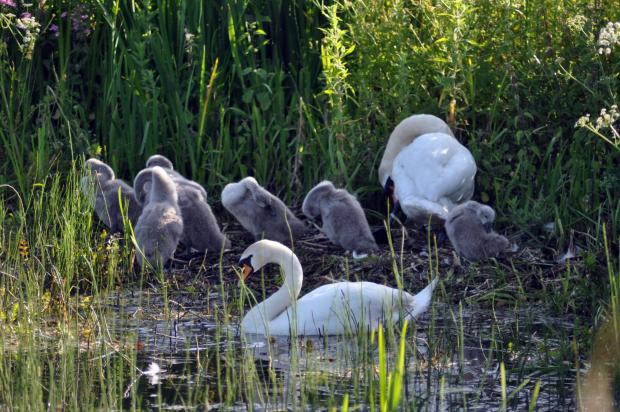 County Times: Residents of the Monty Canal. Picture by Gary Williams.