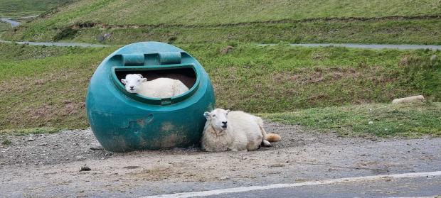 County Times: The coolest sheep in the Elan Valley. Picture by Garth Maul.