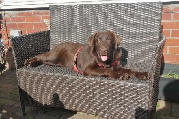 Picture of Gigi a chocolate labrador rescued from a puppy farm. Pic courtesy of the RSPCA