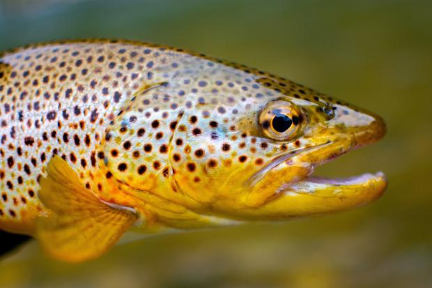 County Times: Brown trout (Canva)