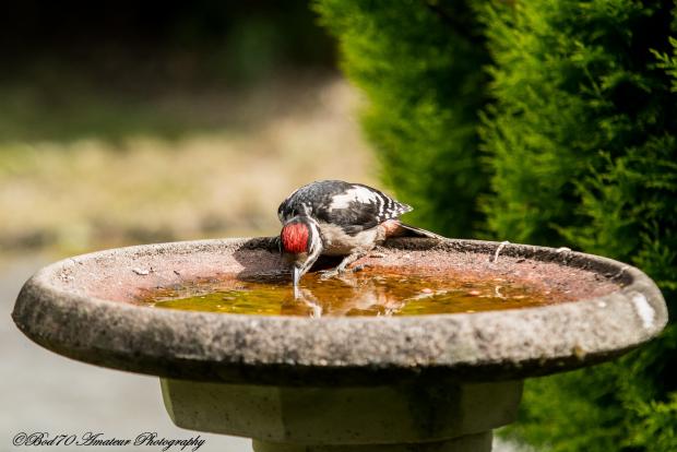 County Times: A woodpecker enjoys a drink. Picture by Bod70 Amateur Photography.