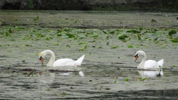County Times: Swans on the pool at Powis Castle. Picture by Jill Jones.