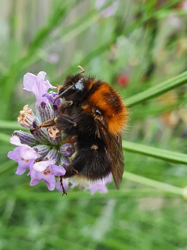 County Times: A tree bumble bee. Picture by Karen Brown.