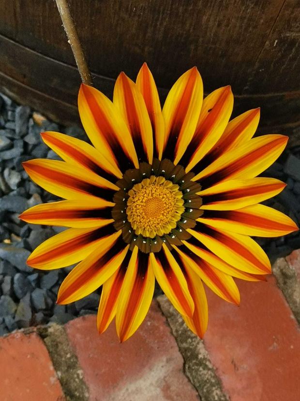 County Times: A stunning flower. Picture by Nia Wyn Pryce.