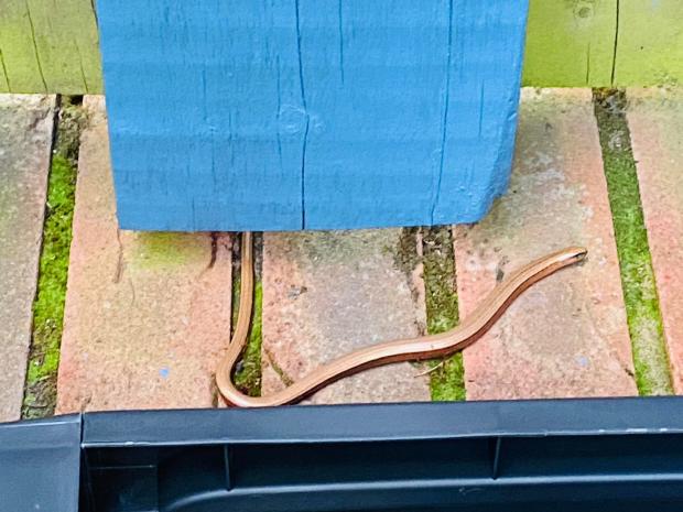 County Times: A slow worm. Picture by Francis Sarz.