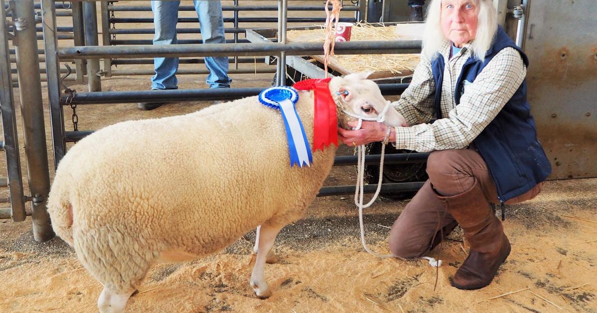 Retiring Powys farmers win accolade at specialist sheep show
