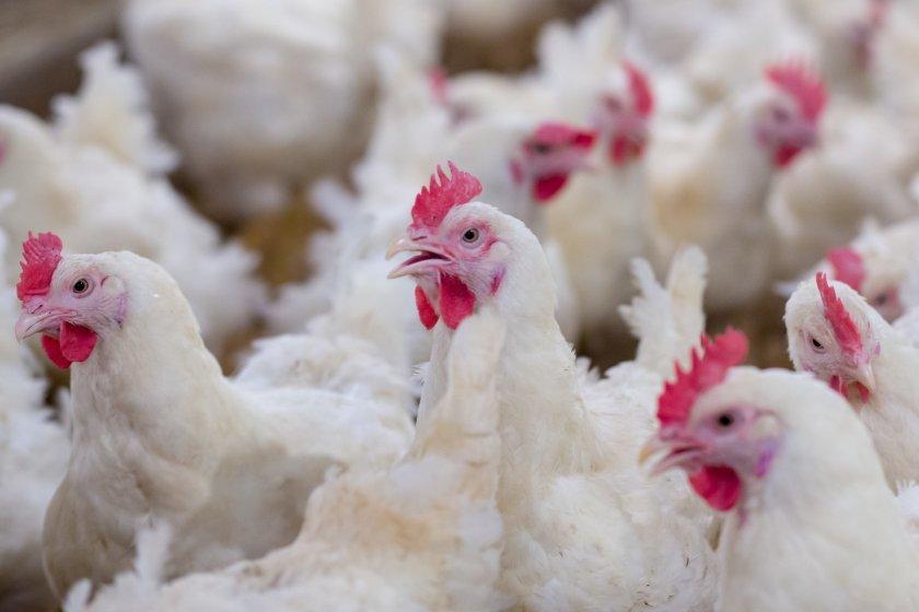 Powys farmer fined nearly £3,000 for ignoring bird flu rules 