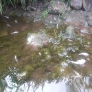 Estimates suggest that almost 50,000 fish and other river life died in the River Llynfi, near Glasbury, last July. Picture: Natural Resources Wales