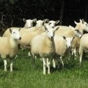 The mule ewes stole from the Knighton area. Pic - Dyfed-Powys Police Rural Crime Team.