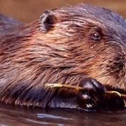 It is six months since the first beavers arrived at Cors Dyfi Nature Reserve. Photo: Montgomeryshire Wildlife Trust