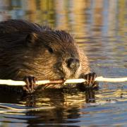 NFU Cymru has voiced its opposition to a proposal that would reintroduce beavers to the River Dyfi