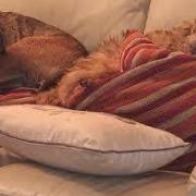 Kelvin Maggs has been able to keep hold of his beloved border terriers Millie and Odie, thanks to the generosity of Powys man and friend, Richard Franklin