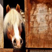 A horse in a stables. File pic:Pixabay.