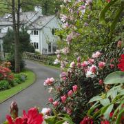 Rhododendrons on show at Rock Mill, near Abermule. Picture by National Garden Scheme