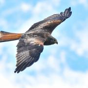 Red kites are one of the species that are bringing in tourism into the area.