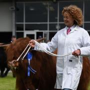 Television presenter, Kate Humble in the ring with 'Eric' the Highland Bull at the Smallholding and Countryside Festival at Llanelwedd.