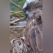 Three osprey chicks at the Llyn Clywedog nest near Llanidloes. Picture by Natural Resources Wales