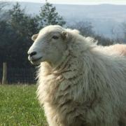 Around 150 ewes are said to have been stolen from farmland over the last 6-7 months