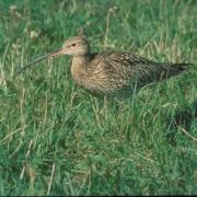 A curlew. Pic: Welsh Government.