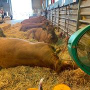 This cow has managed a nap thanks to the chill of this fan