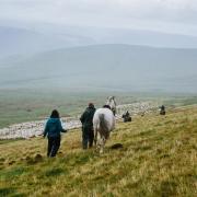 Gathering sheep in a scene from the film