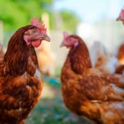 Bird flu prevention zone declared across Great Britain