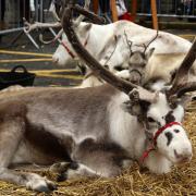 Two of Santa's reindeers will be visiting the Winter Fair on MOnday, November 28