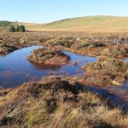 THE retail sale of peat in horticulture will end in Wales.