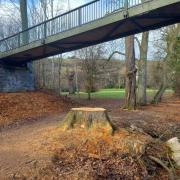 A tree was felled near the Dolerw Park bridge in Newtown following concerns for public safety. Picture by Gavin Grosvenor/County Times [December 20, 2022]