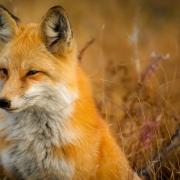 A fox. Pic: Pixabay.