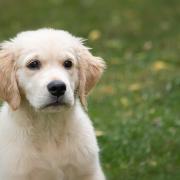 A golden retriever puppy. Pic: Pixabay.