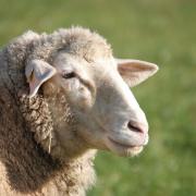 Powys farmer Daniel Price has been fined over £2,000 for falsely identifying sheep and providing false information on sheep movement.
