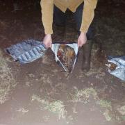 Councillor Elwyn Vaughan was sent these disturbing images of 9 bags of dead pheasants dumped in the River Dyfi in north Powys