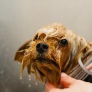 A dog being washed by a  dog groomer.