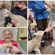 Clockwise: Joan feeds a lamb; Iris with Tash the cat, and Norman with one of the lambs at The Oaks care home in Newtown