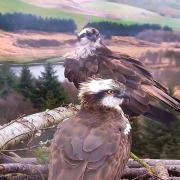 Ospreys Seren and Dylan returned to the Clywedog nest by March 29 2023.