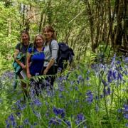 Walkers in the bluebells at Horseshoe Coppice, near Bishop's Castle.
