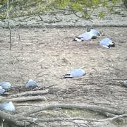 Mulitple black headed gulls were found dead at Coed-y-Dinas