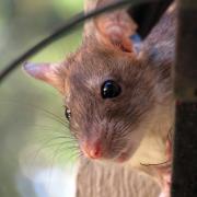 A rat. File picture.