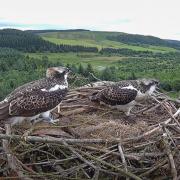 Llyn Clywedog osprey chicks in July 2023.