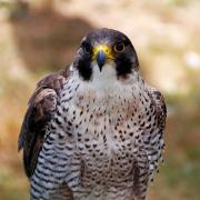 A peregrine falcon similar to that lost in Powys.