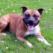A Staffordshire terrier of a breed similar to Charlie.