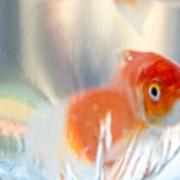 Goldfish in a bag. The RSPCA are campaigning to ban giving away pets as prizes. Source RSPCA.