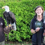 Barry Macdonald and Luce Green from Falconry Experience Wales with their two new awards and two of their birds