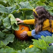 It's time to pick your own pumpkins.