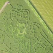 The King Charles maize maze at Will Land's Park Farm in Llangattock, Powys.