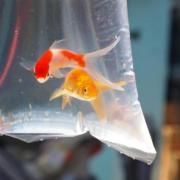 Goldfish in plastic bag