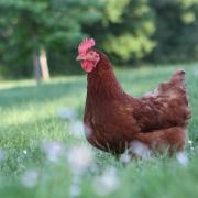 Can you give a hen a new home?