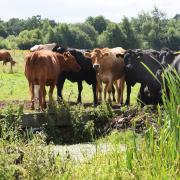 A newly established team at Natural Resources Wales (NRW) aims to inspect hundreds of farms in 2024 to help reduce the impact of agricultural pollution.