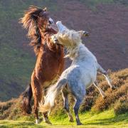 An amazing picture of ponies fighting on the Long Mynd by Bishop's Castle photographer Andrew Fusek Peters.